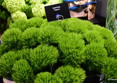 The Trigreen is a new kind, for sale for the first time this year. "It is a healthier and stronger kind, and in terms of price, it is more competitive than other similar green carnations."